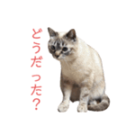 保護猫マロン好日スタンプ10（個別スタンプ：14）