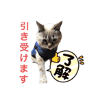 保護猫マロン好日スタンプ10（個別スタンプ：15）