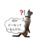 保護猫マロン好日スタンプ10（個別スタンプ：17）