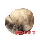 保護猫マロン好日スタンプ10（個別スタンプ：18）