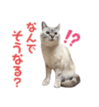 保護猫マロン好日スタンプ10（個別スタンプ：19）