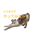 保護猫マロン好日スタンプ10（個別スタンプ：20）