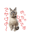 保護猫マロン好日スタンプ10（個別スタンプ：22）