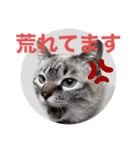 保護猫マロン好日スタンプ10（個別スタンプ：24）