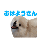ゆるい関西弁のポメラニアンあいさつ（個別スタンプ：2）