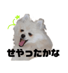 ゆるい関西弁のポメラニアンあいさつ（個別スタンプ：16）