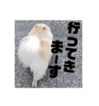 ゆるい関西弁のポメラニアンあいさつ（個別スタンプ：17）
