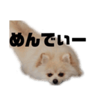 ゆるい関西弁のポメラニアンあいさつ（個別スタンプ：25）