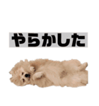 ゆるい関西弁のポメラニアンあいさつ（個別スタンプ：26）