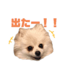 ゆるい関西弁のポメラニアンあいさつ（個別スタンプ：29）
