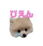 ゆるい関西弁のポメラニアンあいさつ（個別スタンプ：31）