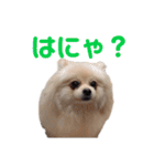 ゆるい関西弁のポメラニアンあいさつ（個別スタンプ：33）