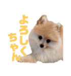 ゆるい関西弁のポメラニアンあいさつ（個別スタンプ：39）