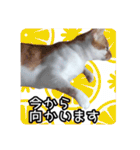 うちの子よその子（よその子バージョン2）（個別スタンプ：10）
