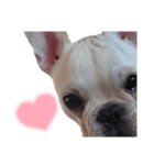 フレブル倶楽部 French bulldog（個別スタンプ：1）
