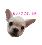 フレブル倶楽部 French bulldog（個別スタンプ：2）