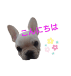 フレブル倶楽部 French bulldog（個別スタンプ：3）