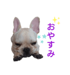 フレブル倶楽部 French bulldog（個別スタンプ：4）