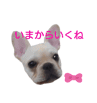 フレブル倶楽部 French bulldog（個別スタンプ：6）