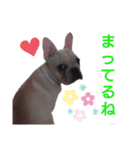 フレブル倶楽部 French bulldog（個別スタンプ：7）