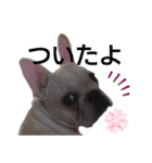 フレブル倶楽部 French bulldog（個別スタンプ：8）