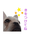 フレブル倶楽部 French bulldog（個別スタンプ：9）