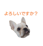 フレブル倶楽部 French bulldog（個別スタンプ：10）