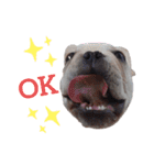 フレブル倶楽部 French bulldog（個別スタンプ：11）