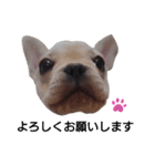 フレブル倶楽部 French bulldog（個別スタンプ：12）