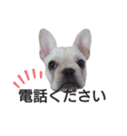 フレブル倶楽部 French bulldog（個別スタンプ：13）