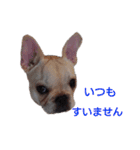 フレブル倶楽部 French bulldog（個別スタンプ：14）