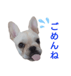 フレブル倶楽部 French bulldog（個別スタンプ：15）