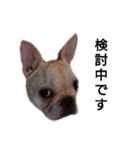 フレブル倶楽部 French bulldog（個別スタンプ：16）