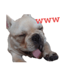 フレブル倶楽部 French bulldog（個別スタンプ：17）