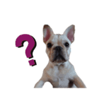 フレブル倶楽部 French bulldog（個別スタンプ：18）