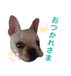 フレブル倶楽部 French bulldog（個別スタンプ：19）
