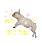 フレブル倶楽部 French bulldog（個別スタンプ：21）