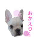 フレブル倶楽部 French bulldog（個別スタンプ：22）