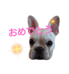 フレブル倶楽部 French bulldog（個別スタンプ：23）