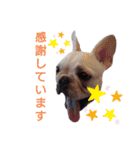 フレブル倶楽部 French bulldog（個別スタンプ：25）