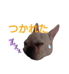 フレブル倶楽部 French bulldog（個別スタンプ：26）