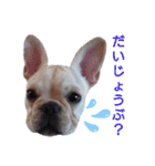 フレブル倶楽部 French bulldog（個別スタンプ：27）