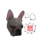 フレブル倶楽部 French bulldog（個別スタンプ：28）