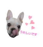 フレブル倶楽部 French bulldog（個別スタンプ：29）