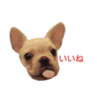 フレブル倶楽部 French bulldog（個別スタンプ：30）