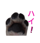 フレブル倶楽部 French bulldog（個別スタンプ：31）