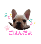 フレブル倶楽部 French bulldog（個別スタンプ：32）