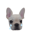 フレブル倶楽部 French bulldog（個別スタンプ：34）