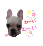 フレブル倶楽部 French bulldog（個別スタンプ：35）