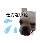 フレブル倶楽部 French bulldog（個別スタンプ：36）